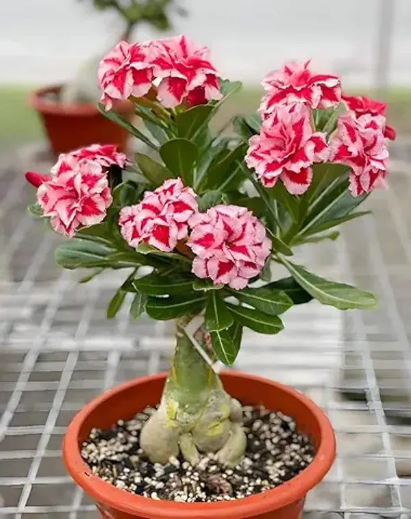 Organic_Adenium_Plant_Combo_Bosnai_Multi_Petal_Desert_Rose_Set_Of_4_Plants_Combo_Pack_All_Plants_Are_Seedling_Plants
