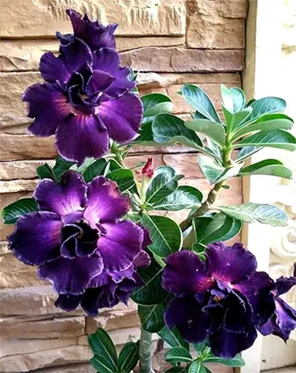 Organic_Adenium_Plant_Combo_Bosnai_Multi_Petal_Desert_Rose_Set_Of_4_Plants_Combo_Pack_All_Plants_Are_Seedling_Plants