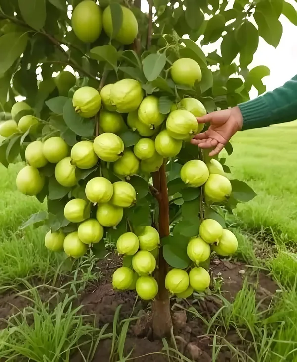 All_Season_Green_Thai_7_Guava_Plant_|_Baramasi_Sweet_Guava_Tree_|_Rare_Exotic_Thailand_Variety_|_Bonsai_Fruit_Plant_for_Home_&_Terrace_Garden_(Pack_of_1)