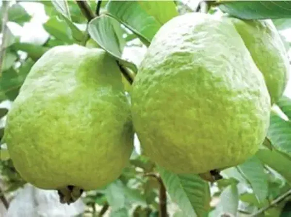 All_Season_Green_Thai_7_Guava_Plant_|_Baramasi_Sweet_Guava_Tree_|_Rare_Exotic_Thailand_Variety_|_Bonsai_Fruit_Plant_for_Home_&_Terrace_Garden_(Pack_of_1)