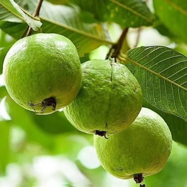 All_Season_Green_Thai_7_Guava_Plant_|_Baramasi_Sweet_Guava_Tree_|_Rare_Exotic_Thailand_Variety_|_Bonsai_Fruit_Plant_for_Home_&_Terrace_Garden_(Pack_of_1)