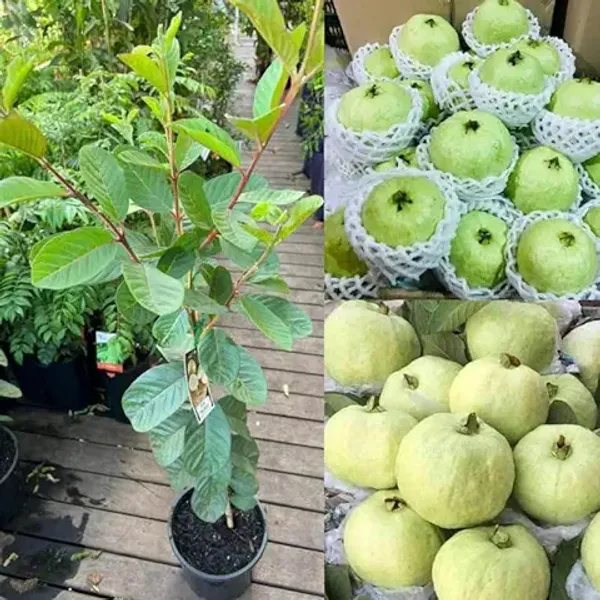 All_Season_Green_Thai_7_Guava_Plant_|_Baramasi_Sweet_Guava_Tree_|_Rare_Exotic_Thailand_Variety_|_Bonsai_Fruit_Plant_for_Home_&_Terrace_Garden_(Pack_of_1)