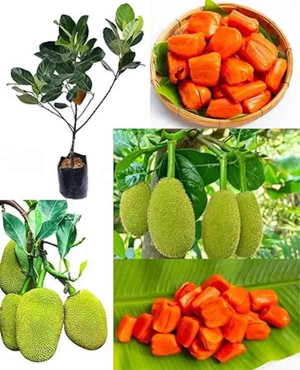 Organic_All-Season_Hybrid_Red_Jackfruit_Grafted_Plant_German_Variety_12-Month_Fruit-Bearing_Tropical_Tree_Perfect_For_Home_Gardeners