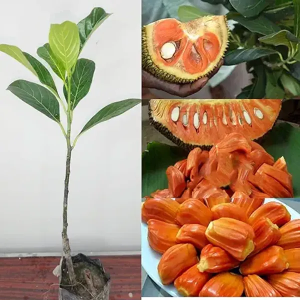 Organic_All-Season_Hybrid_Red_Jackfruit_Grafted_Plant_German_Variety_12-Month_Fruit-Bearing_Tropical_Tree_Perfect_For_Home_Gardeners