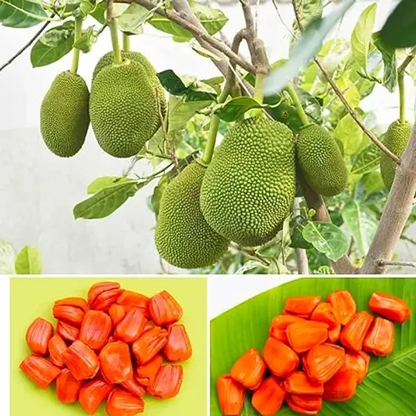 Organic_All-Season_Hybrid_Red_Jackfruit_Grafted_Plant_German_Variety_12-Month_Fruit-Bearing_Tropical_Tree_Perfect_For_Home_Gardeners