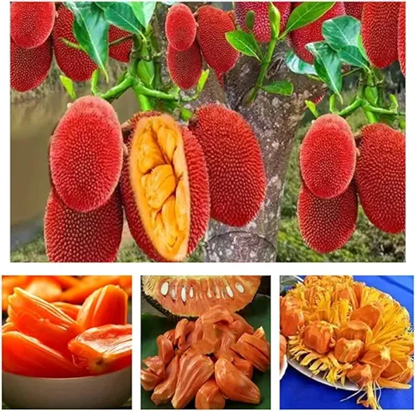 Organic_All-Season_Hybrid_Red_Jackfruit_Grafted_Plant_German_Variety_12-Month_Fruit-Bearing_Tropical_Tree_Perfect_For_Home_Gardeners