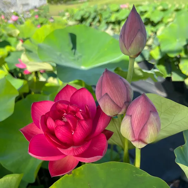 All_Season_drop_blood_red_Lotus_Tuber_for_planting_(Lotus_Tuber)_Aquatic_plants_For_planting_I_Organic_Water_Lilies_Flower_plants_for_home_garden_I_Blooming_Within_30_Days,_Pack_of_1