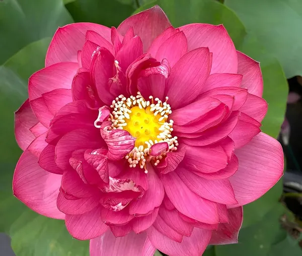 All_Season_drop_blood_red_Lotus_Tuber_for_planting_(Lotus_Tuber)_Aquatic_plants_For_planting_I_Organic_Water_Lilies_Flower_plants_for_home_garden_I_Blooming_Within_30_Days,_Pack_of_1