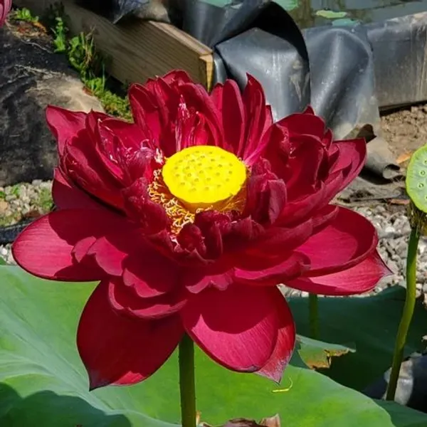 All_Season_drop_blood_red_Lotus_Tuber_for_planting_(Lotus_Tuber)_Aquatic_plants_For_planting_I_Organic_Water_Lilies_Flower_plants_for_home_garden_I_Blooming_Within_30_Days,_Pack_of_1