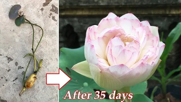 All_Season_drop_blood_red_Lotus_Tuber_for_planting_(Lotus_Tuber)_Aquatic_plants_For_planting_I_Organic_Water_Lilies_Flower_plants_for_home_garden_I_Blooming_Within_30_Days,_Pack_of_1