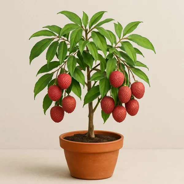 Lychee_Litchi_Dwarf_Thailand_Grafted/Air_Layer_Plant_Hybrid_-_Sweet_Tropical_Rare__Plant_For_Home_Garden_-_All_Seasons_(height_1-5_Feet)_Thai_Grafted_Litchi_plant