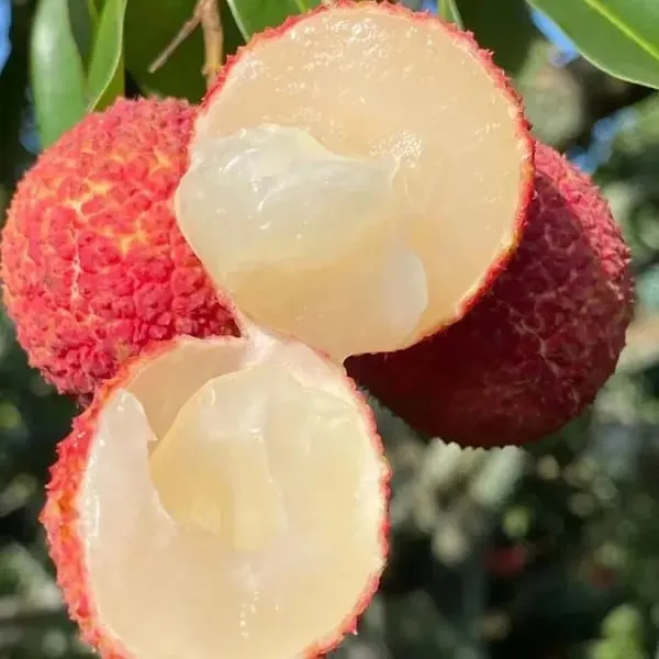 Lychee_Litchi_Dwarf_Thailand_Grafted/Air_Layer_Plant_Hybrid_-_Sweet_Tropical_Rare__Plant_For_Home_Garden_-_All_Seasons_(height_1-5_Feet)_Thai_Grafted_Litchi_plant