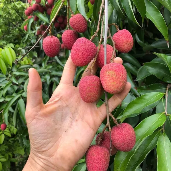 Lychee_Litchi_Dwarf_Thailand_Grafted/Air_Layer_Plant_Hybrid_-_Sweet_Tropical_Rare__Plant_For_Home_Garden_-_All_Seasons_(height_1-5_Feet)_Thai_Grafted_Litchi_plant