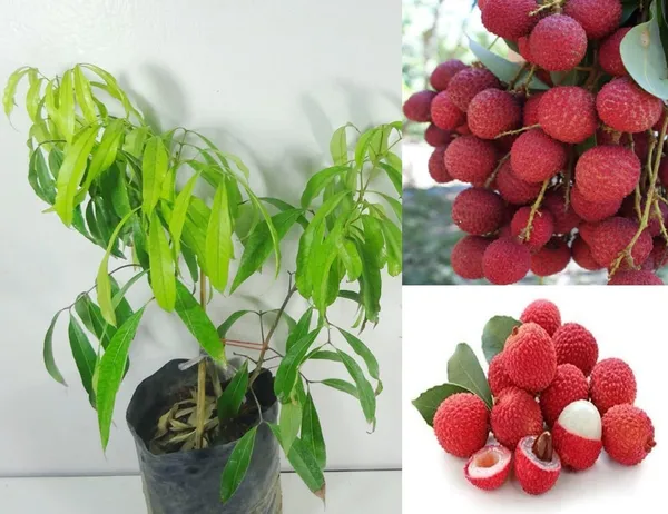 Lychee_Litchi_Dwarf_Thailand_Grafted/Air_Layer_Plant_Hybrid_-_Sweet_Tropical_Rare__Plant_For_Home_Garden_-_All_Seasons_(height_1-5_Feet)_Thai_Grafted_Litchi_plant