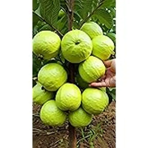 Organic_All_Time_Sweet_Guava_Fruit_Thai_7_Amrood_Peyara_Fruit_Tree_Plant_Hybrid_Thailand_Verity_Guava_Amrod_Plant_Fruit_Start_6-8_Month_1_5-2_Ft_Height