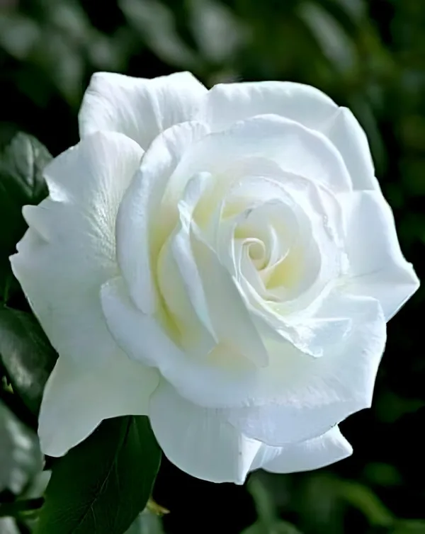 All_season"White_Rose"_GRAFTED_Climbing_Hybrid_Double_Petal_1_Healthy_Decorative_Flowering_plant_for_Home_Garden_tree_Plant_Height_1-1.5_fet_in_Nursery_Grow_Bag