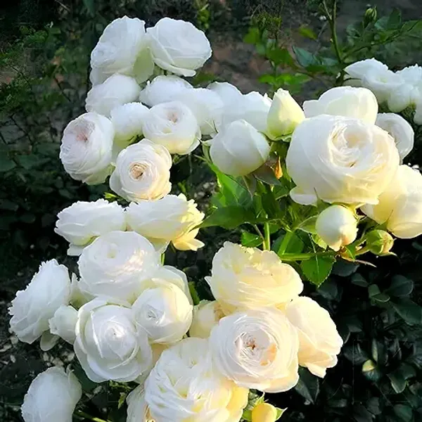 All_season"White_Rose"_GRAFTED_Climbing_Hybrid_Double_Petal_1_Healthy_Decorative_Flowering_plant_for_Home_Garden_tree_Plant_Height_1-1.5_fet_in_Nursery_Grow_Bag