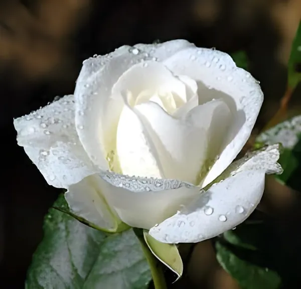 All_season"White_Rose"_GRAFTED_Climbing_Hybrid_Double_Petal_1_Healthy_Decorative_Flowering_plant_for_Home_Garden_tree_Plant_Height_1-1.5_fet_in_Nursery_Grow_Bag