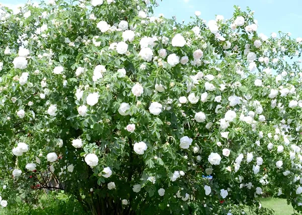 All_season"White_Rose"_GRAFTED_Climbing_Hybrid_Double_Petal_1_Healthy_Decorative_Flowering_plant_for_Home_Garden_tree_Plant_Height_1-1.5_fet_in_Nursery_Grow_Bag