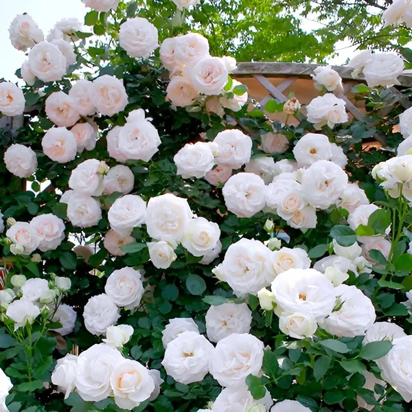 All_season"White_Rose"_GRAFTED_Climbing_Hybrid_Double_Petal_1_Healthy_Decorative_Flowering_plant_for_Home_Garden_tree_Plant_Height_1-1.5_fet_in_Nursery_Grow_Bag
