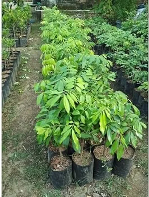All_time_Thai_variety_grafted_sweet_WHITE_Longan_Fruit__plant_(Grafted_All_Time_Variety_I_4_times_in_a_year_fruiting),_WHITE_Dragon_eye_grafted_plant_Pack_of_1_plant(0.5_feet-_1_feet)