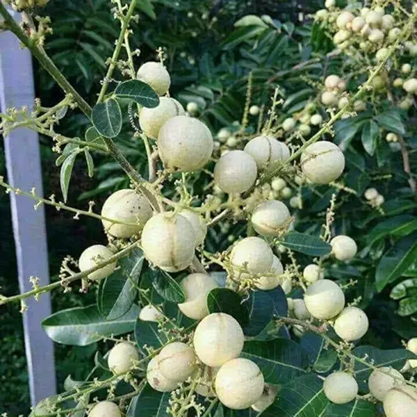 All_time_Thai_variety_grafted_sweet_WHITE_Longan_Fruit__plant_(Grafted_All_Time_Variety_I_4_times_in_a_year_fruiting),_WHITE_Dragon_eye_grafted_plant_Pack_of_1_plant(0.5_feet-_1_feet)
