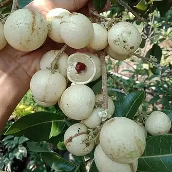 All_time_Thai_variety_grafted_sweet_WHITE_Longan_Fruit__plant_(Grafted_All_Time_Variety_I_4_times_in_a_year_fruiting),_WHITE_Dragon_eye_grafted_plant_Pack_of_1_plant(0.5_feet-_1_feet)