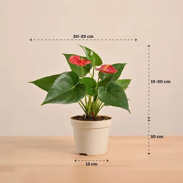 Anthurium_Red_Plant_)_|_Indoor_Air-Purifying_Flowering_Plant_for_Home_&_Office_Décor