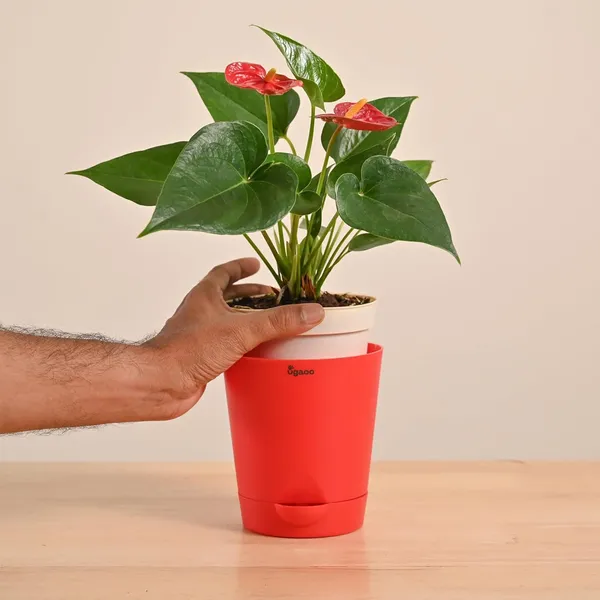 Anthurium_Red_Plant_)_|_Indoor_Air-Purifying_Flowering_Plant_for_Home_&_Office_Décor
