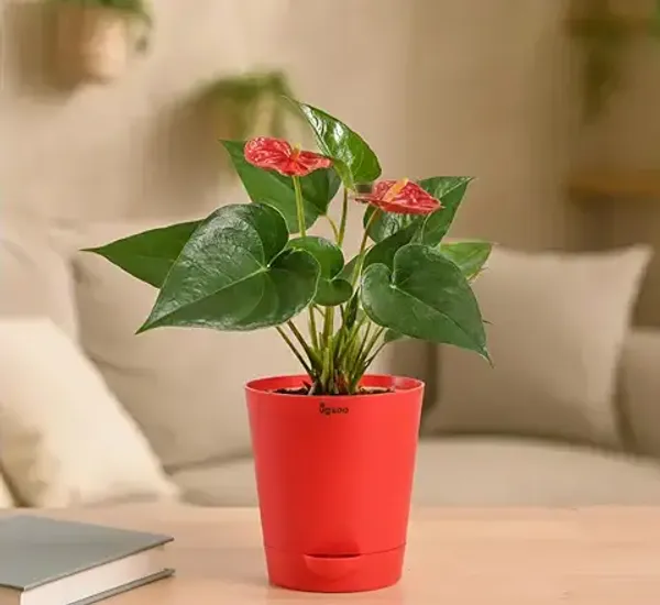 Anthurium_Red_Plant_)_|_Indoor_Air-Purifying_Flowering_Plant_for_Home_&_Office_Décor