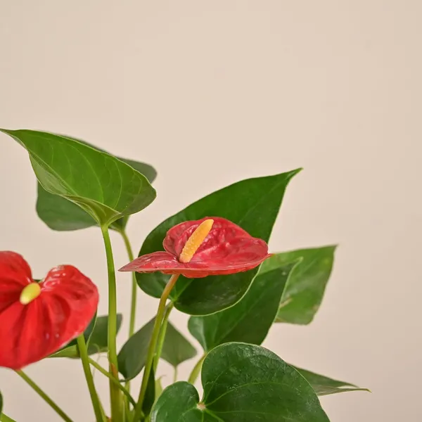 Anthurium_Red_Plant_)_|_Indoor_Air-Purifying_Flowering_Plant_for_Home_&_Office_Décor
