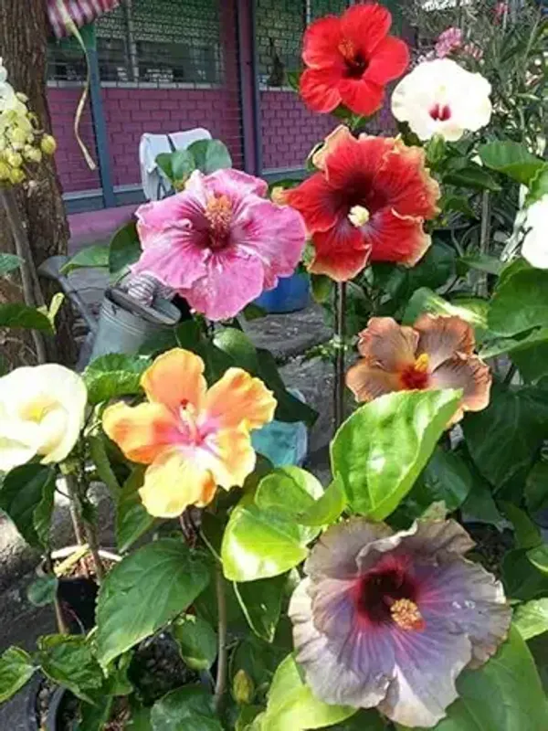 Beautiful_Colourful_"Multi_Hibiscus_Flower"_Plant_Tree_(4-5_Colour)_Grafted_Plant.
