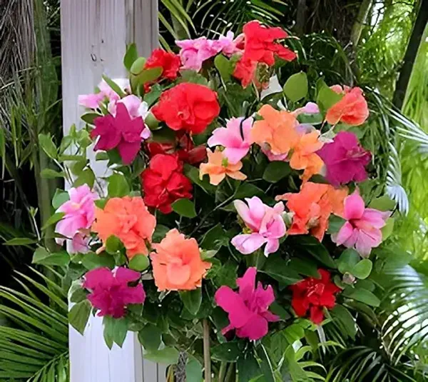 Beautiful_Colourful_"Multi_Hibiscus_Flower"_Plant_Tree_(4-5_Colour)_Grafted_Plant.