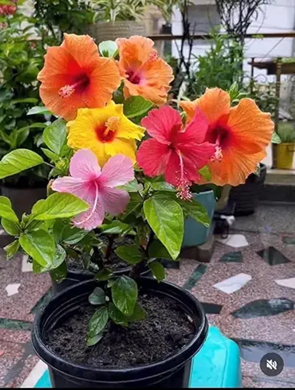 Beautiful_Colourful_"Multi_Hibiscus_Flower"_Plant_Tree_(4-5_Colour)_Grafted_Plant.