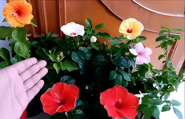 Beautiful_Colourful_"Multi_Hibiscus_Flower"_Plant_Tree_(4-5_Colour)_Grafted_Plant.