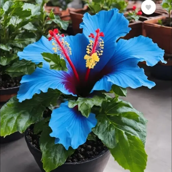 Blue_Hibiscus_Flower__Plant_|_Rare_Ornamental_Flowering_Shrub_|_Outdoor_Garden_&_Balcony_Plant_|_Healthy_Nursery_Grown_Sapling