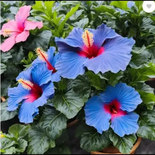 Blue_Hibiscus_Flower__Plant_|_Rare_Ornamental_Flowering_Shrub_|_Outdoor_Garden_&_Balcony_Plant_|_Healthy_Nursery_Grown_Sapling