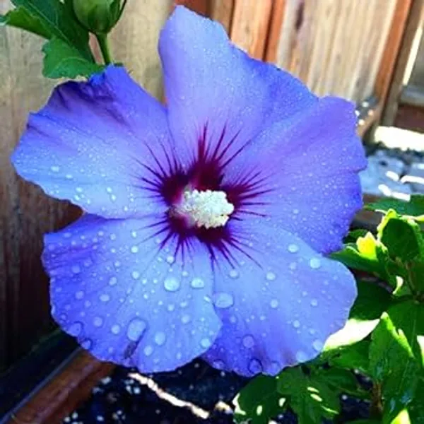 Blue_Hibiscus_Flower__Plant_|_Rare_Ornamental_Flowering_Shrub_|_Outdoor_Garden_&_Balcony_Plant_|_Healthy_Nursery_Grown_Sapling
