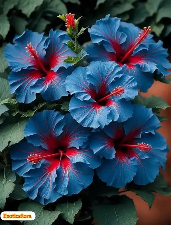 Blue_Hibiscus_Flower__Plant_|_Rare_Ornamental_Flowering_Shrub_|_Outdoor_Garden_&_Balcony_Plant_|_Healthy_Nursery_Grown_Sapling