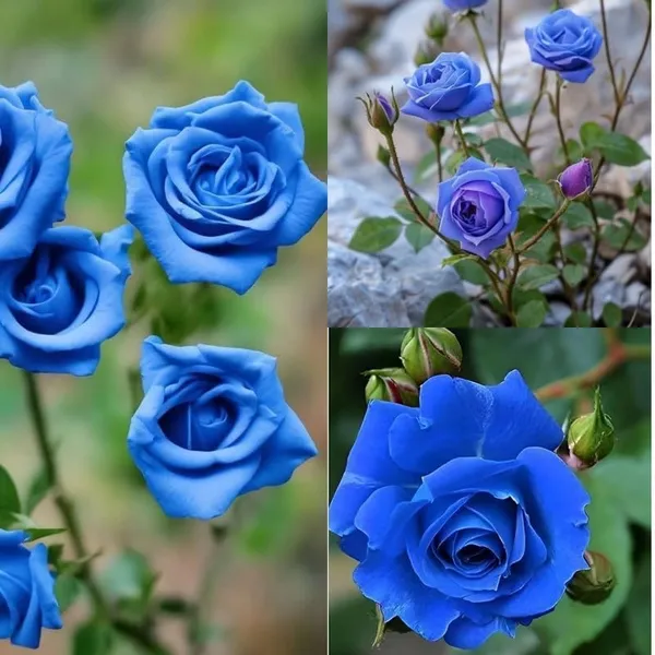 Blue_Rose_Flower_Plant,_Climbing_Rose_Plant_(BLUE_ROSE_PLANT)_|_(Pack_Of_1)