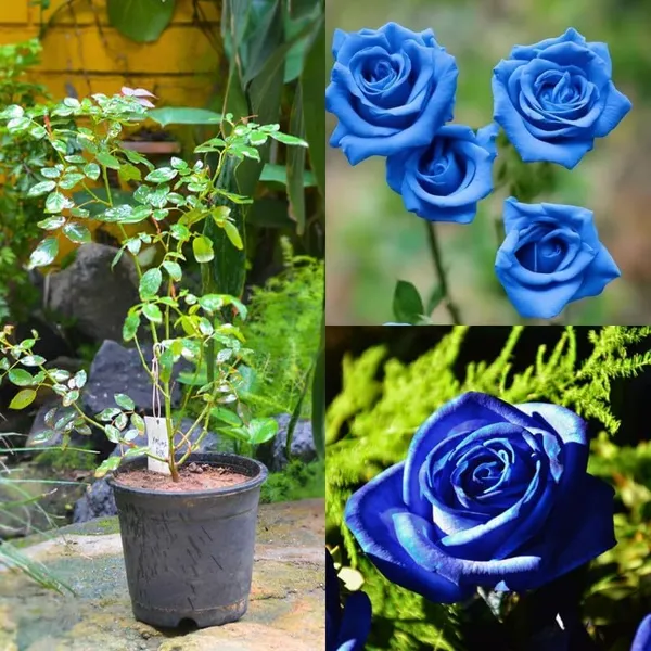 Blue_Rose_Flower_Plant,_Climbing_Rose_Plant_(BLUE_ROSE_PLANT)_|_(Pack_Of_1)