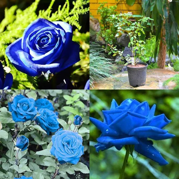 Blue_Rose_Flower_Plant,_Climbing_Rose_Plant_(BLUE_ROSE_PLANT)_|_(Pack_Of_1)