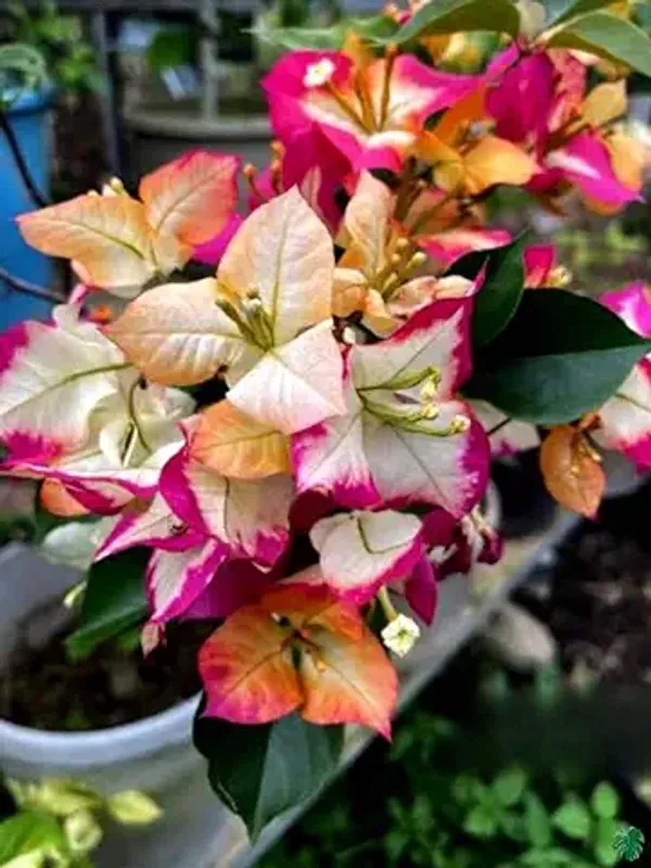 Organic_Bougainvillea_Flowering_Plant_Hybrid_&_Air_Layering_Multi-Coloured_Flowering_For_Outdoor_Home_Garden_Pack_Of_1_Plant