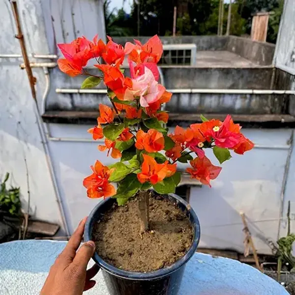 Organic_Bougainvillea_Flowering_Plant_Hybrid_&_Air_Layering_Multi-Coloured_Flowering_For_Outdoor_Home_Garden_Pack_Of_1_Plant