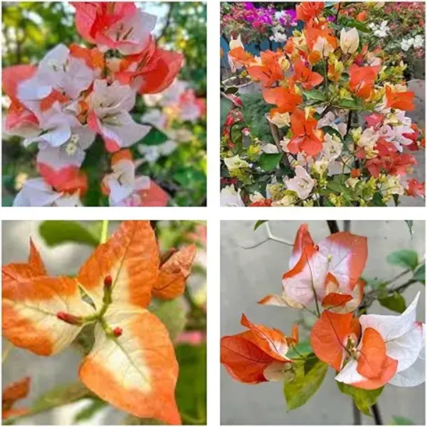 Organic_Bougainvillea_Flowering_Plant_Hybrid_&_Air_Layering_Multi-Coloured_Flowering_For_Outdoor_Home_Garden_Pack_Of_1_Plant