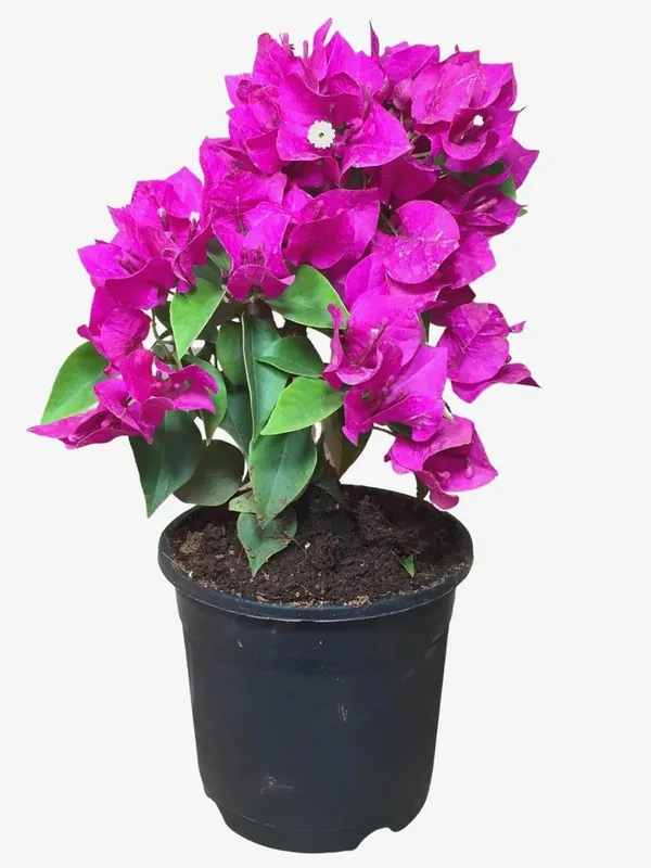 Bougainvillea_Plant_–_Low_Maintenance_Outdoor_Climber_Purple_Flower_Plant_For_Gardening_Pack_Of_1