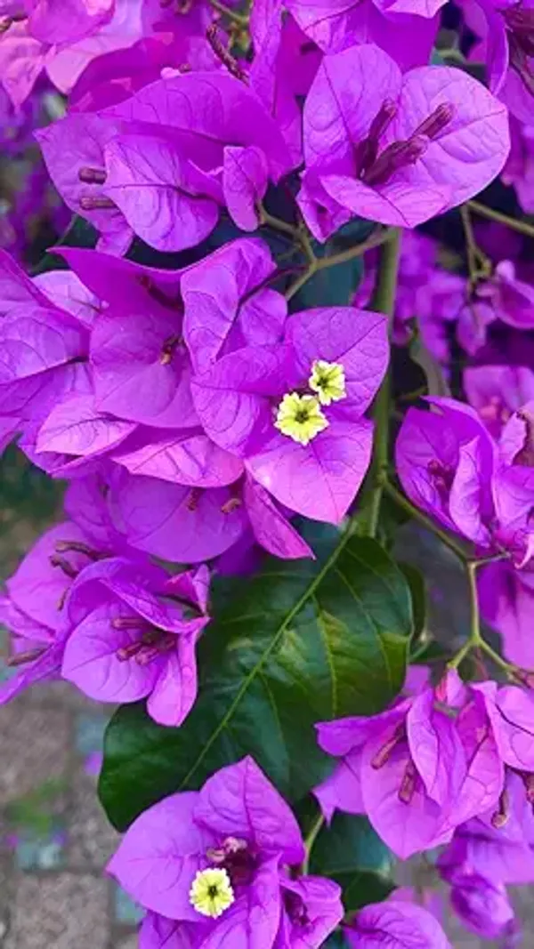 Bougainvillea_Plant_–_Low_Maintenance_Outdoor_Climber_Purple_Flower_Plant_For_Gardening_Pack_Of_1