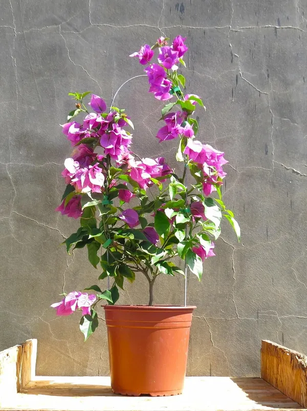 Bougainvillea_Plant_–_Low_Maintenance_Outdoor_Climber_Purple_Flower_Plant_For_Gardening_Pack_Of_1