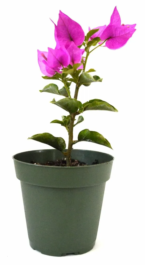 Bougainvillea_Plant_–_Low_Maintenance_Outdoor_Climber_Purple_Flower_Plant_For_Gardening_Pack_Of_1