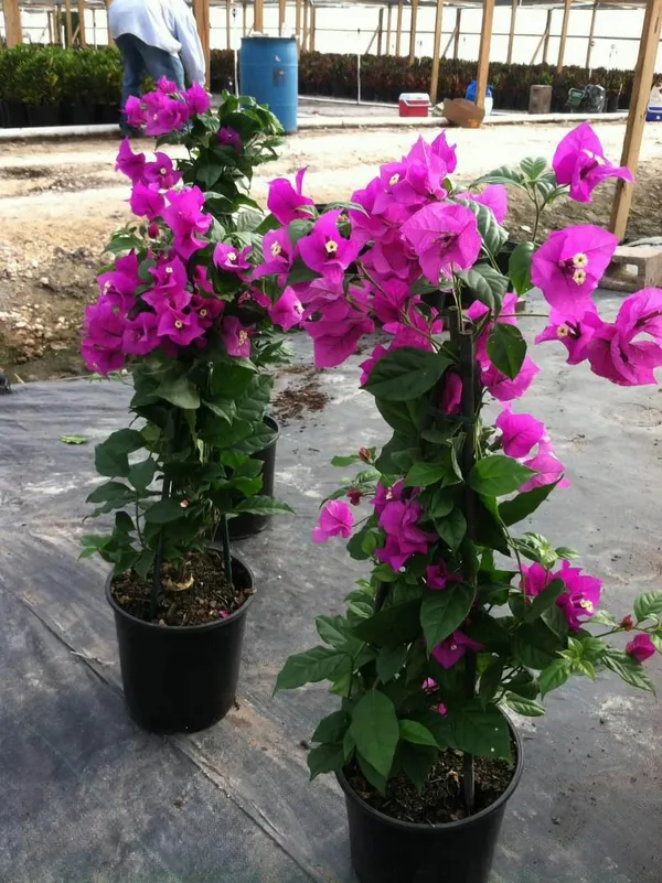 Bougainvillea_Plant_–_Low_Maintenance_Outdoor_Climber_Purple_Flower_Plant_For_Gardening_Pack_Of_1